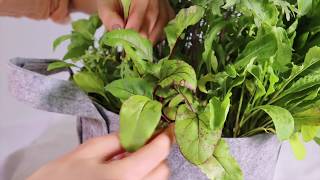 How To Harvest Beet Greens [upl. by Waterer941]