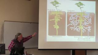 Mycorrhizal Colonization of Cover Soils [upl. by Uht]