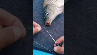 How to easily remove a fish hook 🪝 [upl. by Neellek]