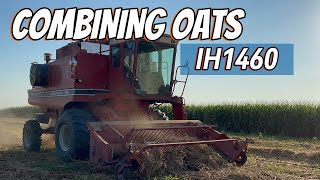 Combining Oats with IH1460 [upl. by Heinrich]