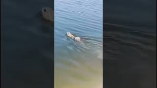 Did you know rabbits could swim animaltherapy animals naturetherapy rabbit [upl. by Galina]