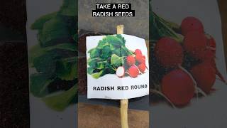 Lets growing a red radish from seeds to harvest in small container garden shorts [upl. by Kellen]