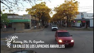 La calle de los lapachos amarillos [upl. by Keffer]