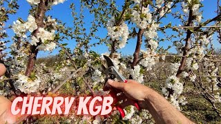 How to prune cherry in full blossom [upl. by Anoo]