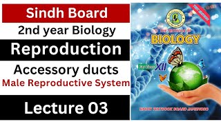 accessory ducts  male reproductive system  reproduction  class 12 biology Sindh board New book [upl. by Burner]