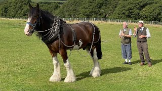 Shire Horse Experience Days 2022 [upl. by Orten]