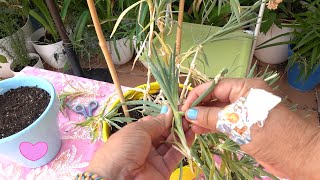 Pequeño truco para plantar Hijitos de Clavel en Tierra y den Raices [upl. by Anaujal]