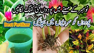 How To Grow Baby Sunrose Plant From Cutting In Novembergrow plants by cutting in November ☘️ [upl. by Orel]