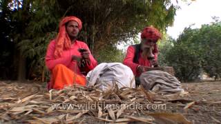 Snake charmers hypnotize snakes by playing the been [upl. by Ahsilrae]