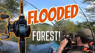 BFS Finesse Worm Fishing in Timber  Kayak Bass Lake Watauga East Tennessee [upl. by Hallerson]