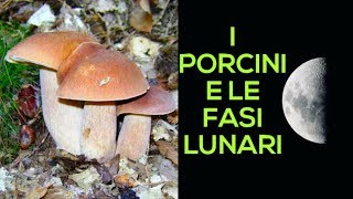 I Porcini e le fasi lunari [upl. by Annay]