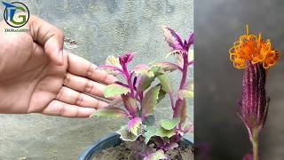 Purple Passion Plant Care Tips For Growing Purple Passion Houseplants [upl. by Upali]