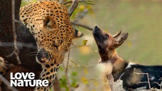 Leopard Forced into Confrontation with Wild Dog Pack  Love Nature [upl. by Nodnelg]