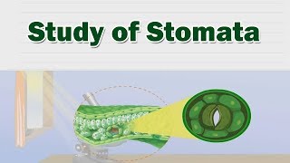 Study of stomata  Structure And Working Of Stomata  Science Lab [upl. by Orin949]