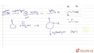 An organic lactum A on acid hydrolysis produces an amino acid B which on treatment with [upl. by Siryt]