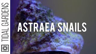 Reef Cleanup Crew MVP Astraea Snails [upl. by Barren]