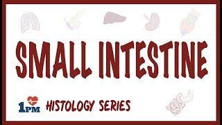 Small Intestine Histology [upl. by Bazar907]