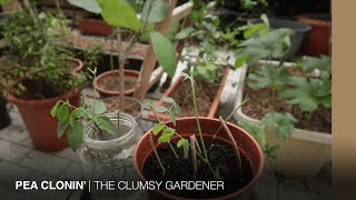 How to propagate butterfly peas from cuttings  THE CLUMSY GARDENER [upl. by Wane]