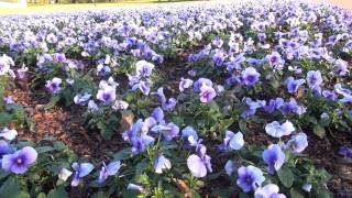 In the Garden with Dave Forehand Pansies and Violas [upl. by Aikahc456]