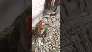 M Tota m Tota  Mithu Mithu parrot birds talkingparrot bolnewalatota [upl. by Ilagam]