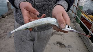 How To Catch Garfish Easy  Fishing From the Pier  Jetty [upl. by Haimarej]