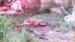 Lions kill pregnant warthog unseen [upl. by Prisca]