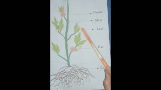 Parts of the plantsgeneralknowledgeparts of the plants with photodifferent parts of plants [upl. by Maible]