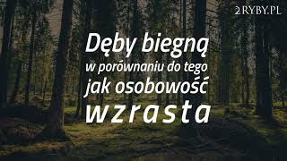 Ks Krzysztof Grzywocz  Dęby biegną w porównaniu z tym [upl. by Wilhelmine]