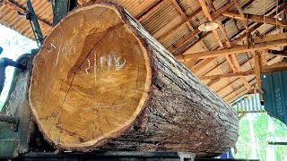 Satisfying facts of large aged acacia logs [upl. by Jain]