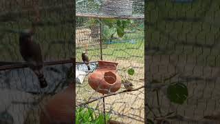 How do birds build nests birds nests nature [upl. by Ynomrah]