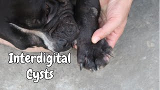 Bully Skin Problem 2024  Interdigital Cysts Home Treatment [upl. by Siri855]