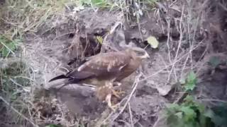 Trzmielojad Pernis apivorus Honey buzzard [upl. by Neely]