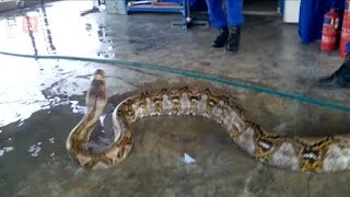 Serpiente gigante aparece en Malasia [upl. by Aiak]