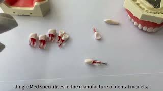 Jingle Med Dental Model Endodontistdentaleducation dentist dentaltraining dentalclinic [upl. by Eceerehs683]