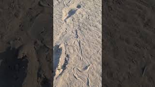 Wohin führt mich diese Spur 😱🐍Schlange am Strand Cavallino [upl. by Adnilrev]