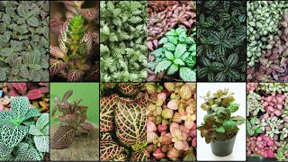 FITTONIA VARIETIES  Plants Weekly [upl. by Mongeau441]