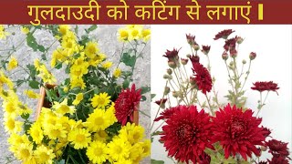 Grow guldaudi from cutting grow chrysanthemum from cutting guldaudi ghar par kaise lagae [upl. by Everard]