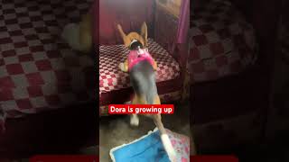 dora grow up doodle beagledog pets cutedog doglover [upl. by Ashely526]