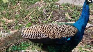 Rare Peacock Benares university travel nature viralvideo viralshorts animals birds trending [upl. by Kelsey]