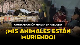 Contaminación en Arequipa metales pesados de mina Buenaventura mata ganado y agua es inutilizable [upl. by Ilojna]