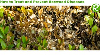 How to Treat and Prevent Boxwood Diseases [upl. by Stephenson]