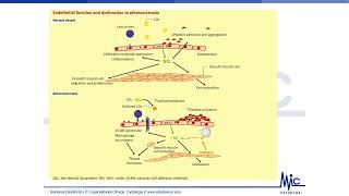 Cardiologia 2 [upl. by Oijile]