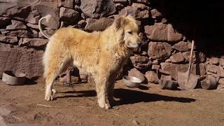 Aggression of a Bakarwal Dog  Gaddi Dog Barking  Tibetan Mastiff [upl. by Fenton871]