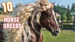 10 Beautifully Colored Rare Horse Breeds [upl. by Elletsyrk]