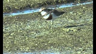 New Zealand Birds Banded Dotterel Charadrius bicinctis feeding [upl. by Einnaej]