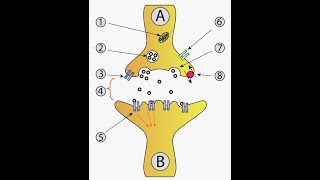 Diagramatic Explanation of the Mode of action of Neurotransmitters [upl. by Atteval865]