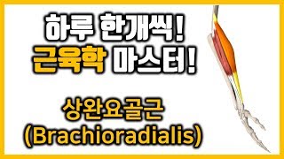 35 상완요골근위팔노근 Brachioradialis근육학 마스터referred painMPStrigger point [upl. by Blair7]