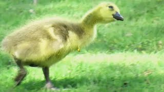 Baby Goose Gets Excited When it Sees an Airplane [upl. by Vic138]