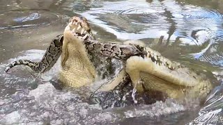 Crocodiles EAT Python TUG of WAR [upl. by Stoneham]