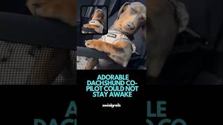 Adorable dachshund co pilot falls asleep [upl. by Osborn]